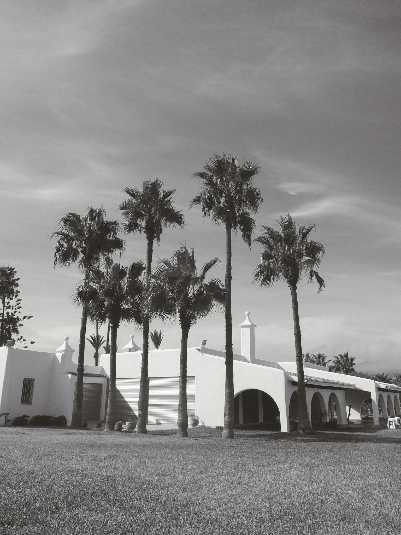 Black and white image of a villa surrounded by tall palm trees, creating a serene atmosphere.